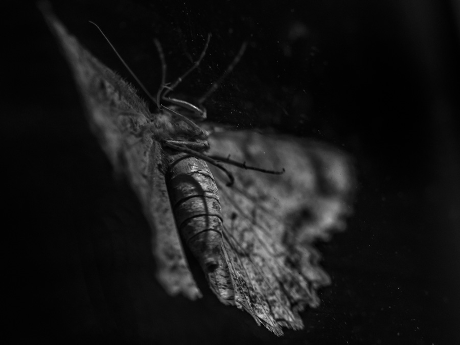 2014-06-20 moth 3.jpg