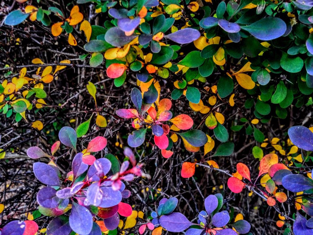 20160628_075140 (1) (1) (1).jpg