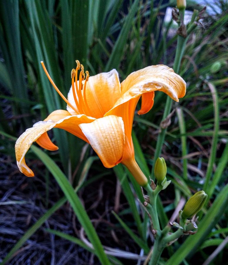 20160629_200710 (1) (1).jpg