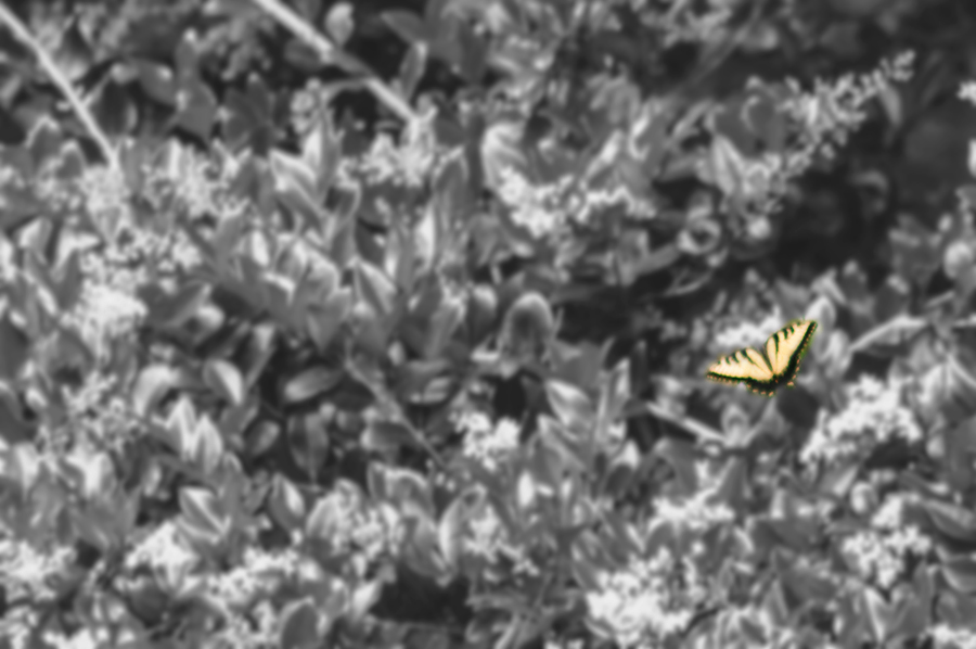 Butterfly1a.jpg