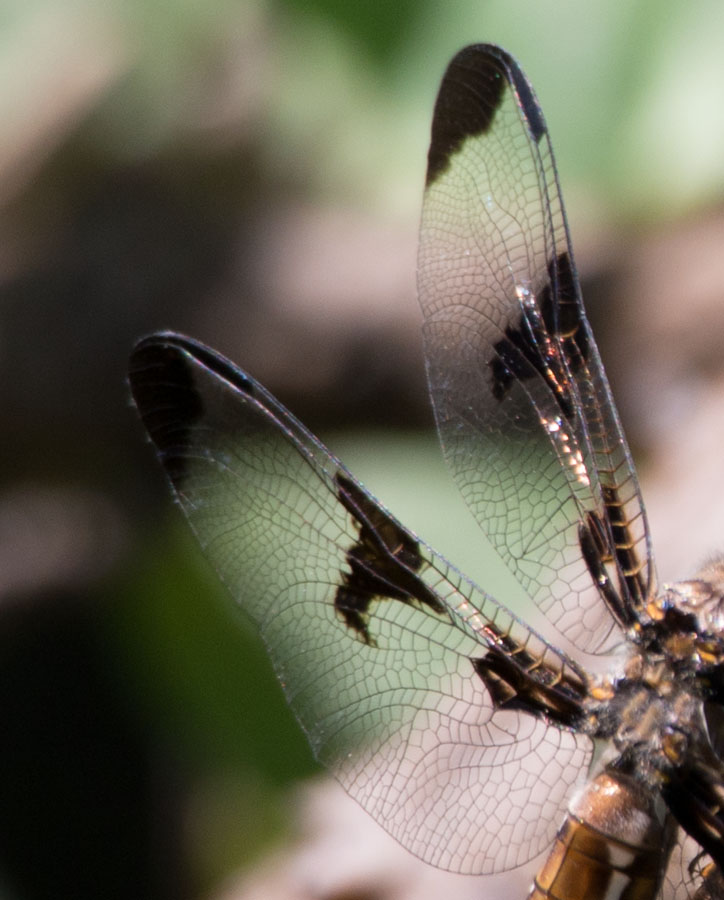 05-06-2014 wings.jpg