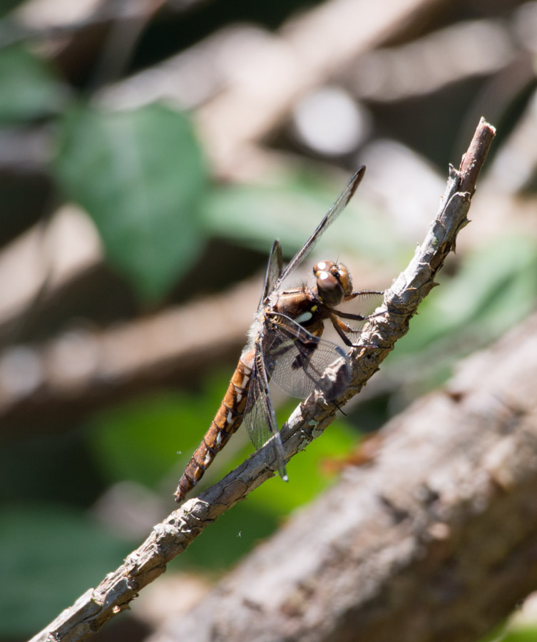 05-06-2014 insect 2.jpg