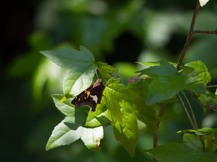 05-06-2014 insect.jpg