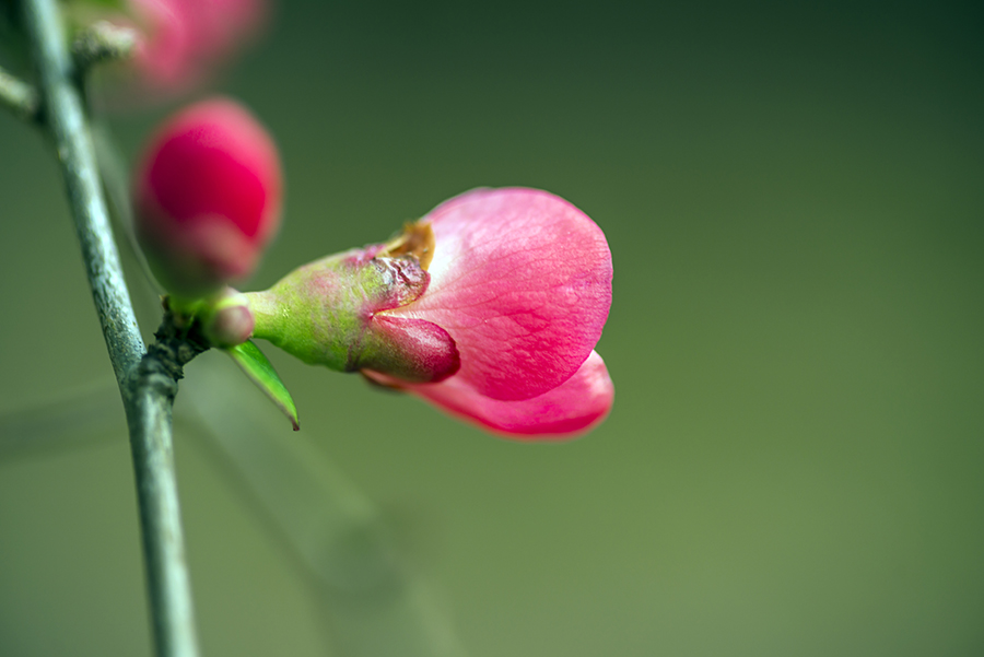 2-4-15 stone m._6930.JPG