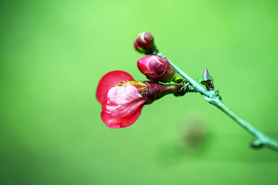 2-4-15 back yard_6956.JPG