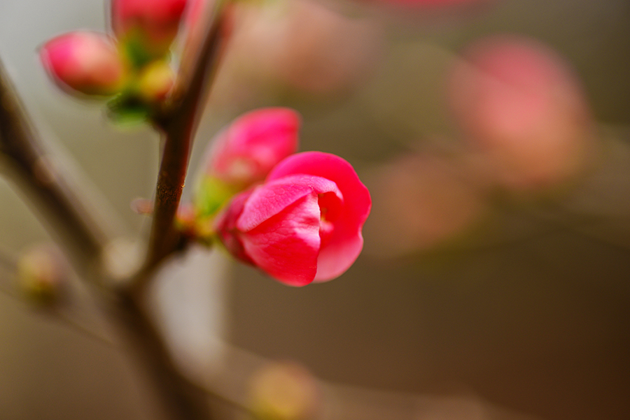 2-4-15 stone m._6932.JPG