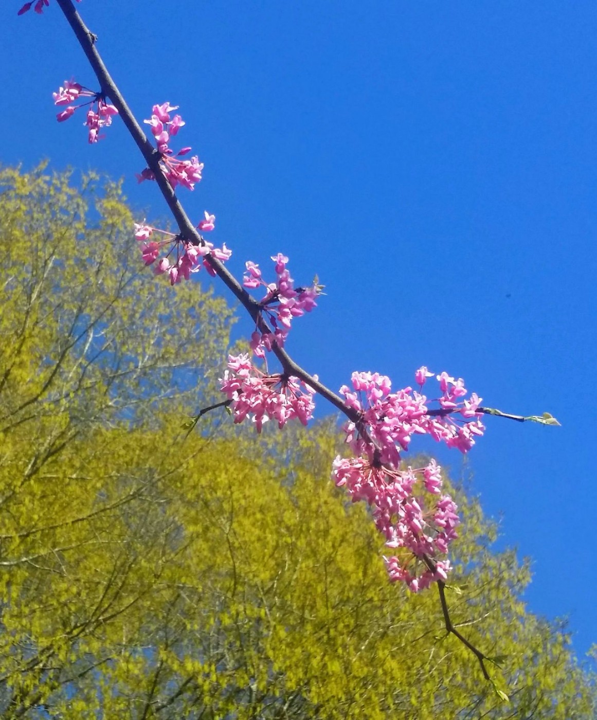 20160317_170440 (2) (1).jpg