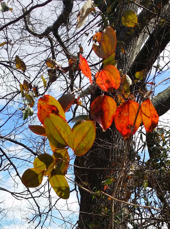 20160225_132854-1 (1).jpg