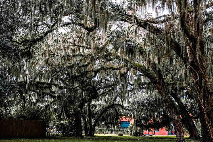 SpanishMoss-1.jpg