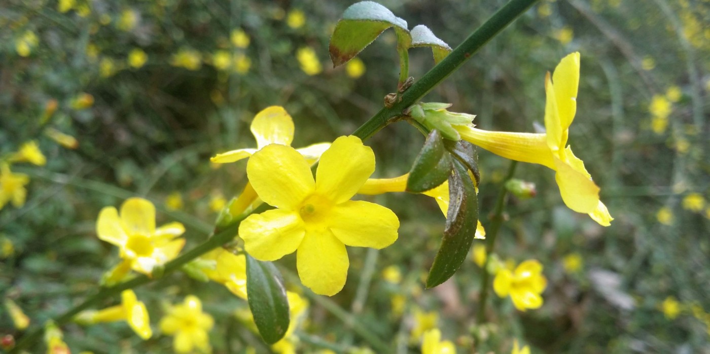 20151221_150055 (3) (1).jpg