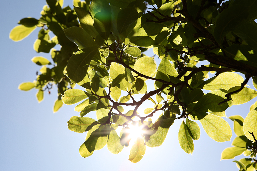 IMG_0660.jpg : 초록나뭇잎. IMG_0660.jpg : 초록나뭇잎.