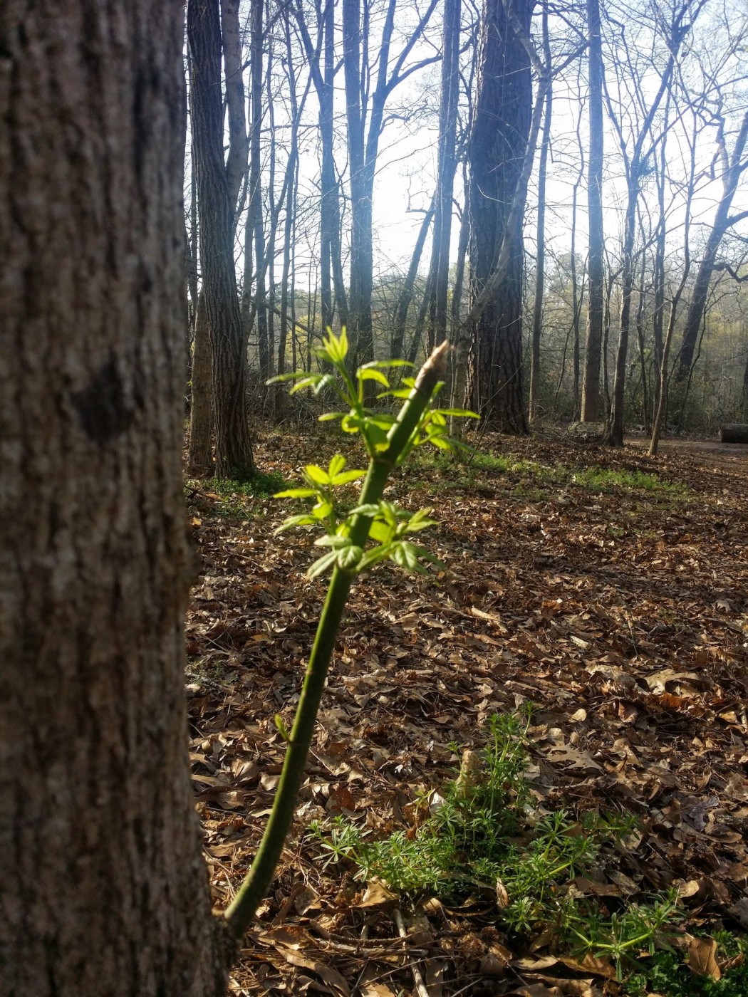 20160317_173102 (1).jpg