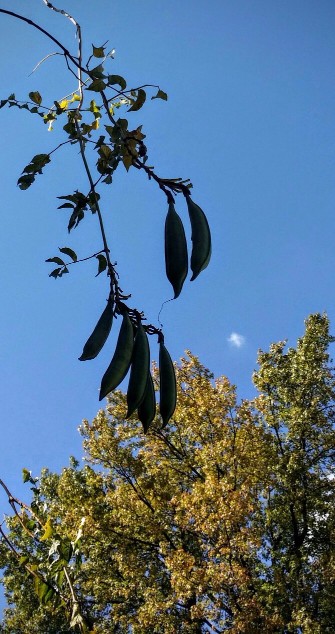 20161019_132828-1-1 (1) (1).jpg