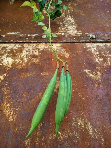 20161019_132716 (1) (1) (1).jpg