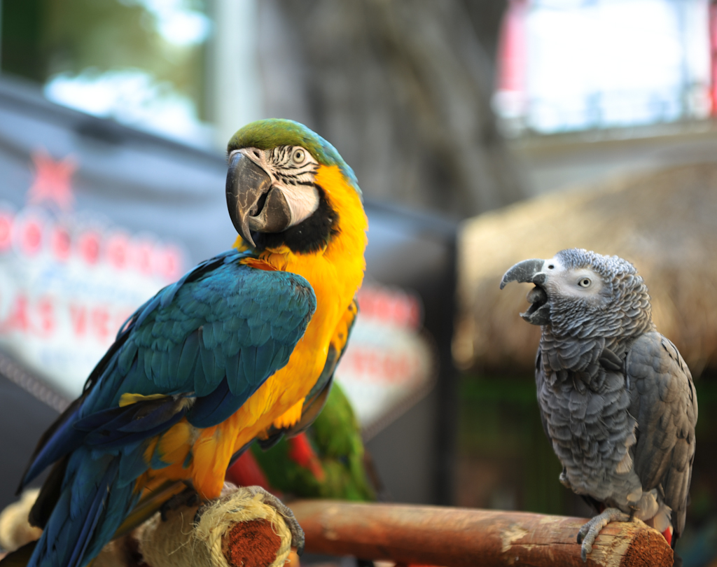 DSC_2221.jpg : 순간포착 !!   앵무새 바가지긁는 모습