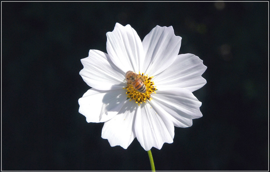 코스모스 (3).JPG