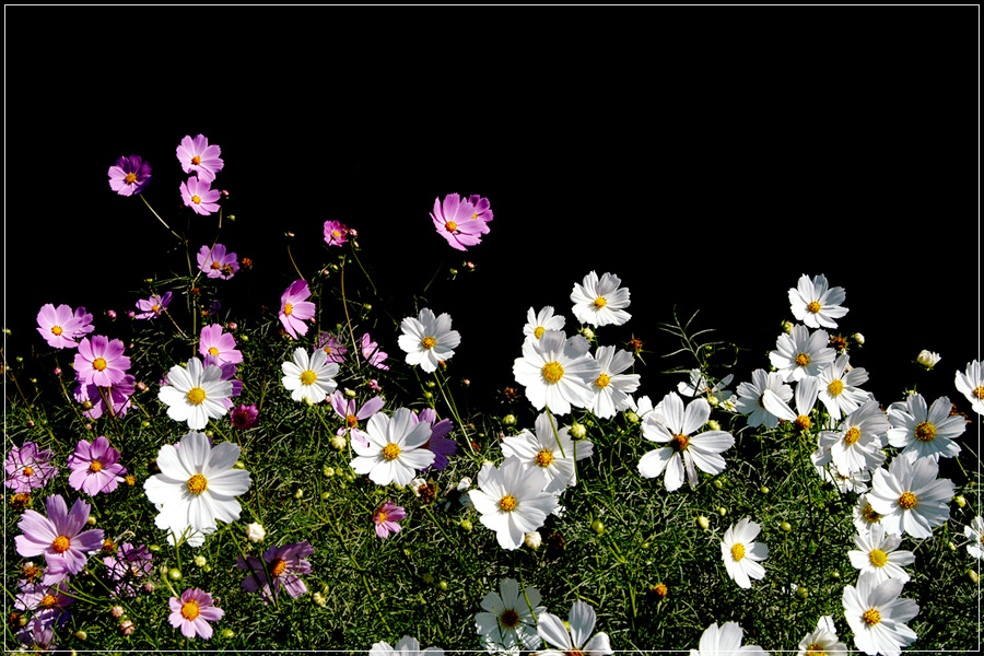 코스모스 (4).jpg