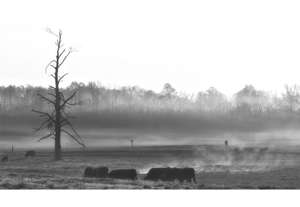 ec-1000bw.jpg : 새벽목장