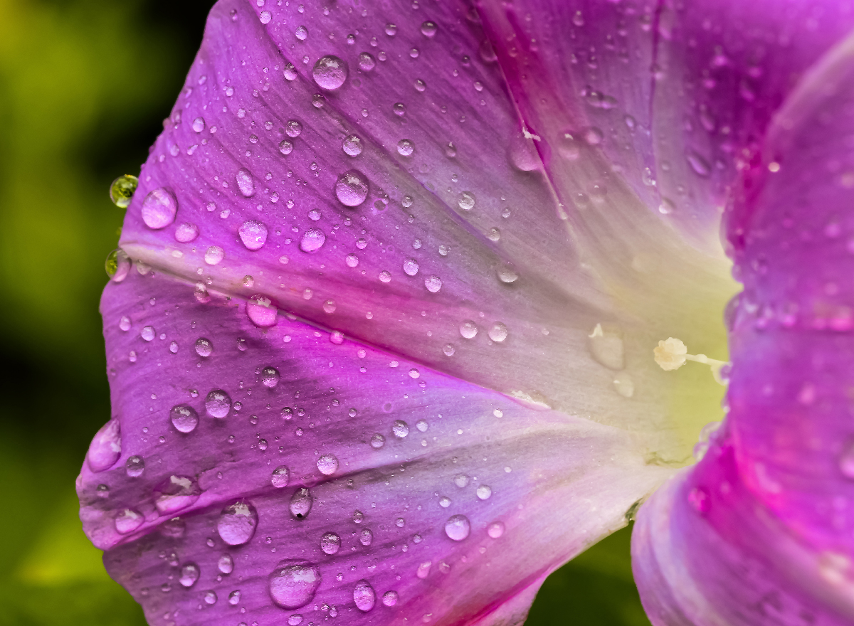 morning groly_0125 copy - Copy.jpg