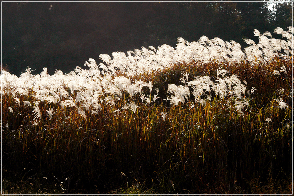 억새 (11).jpg
