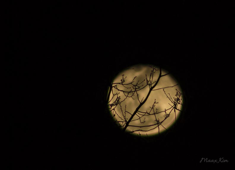 moonwithbranches.jpg