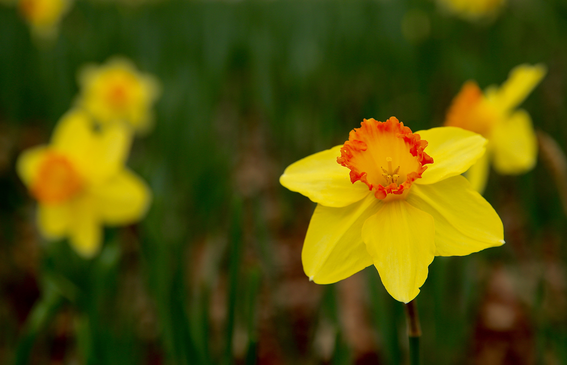 Daffodil5.jpg