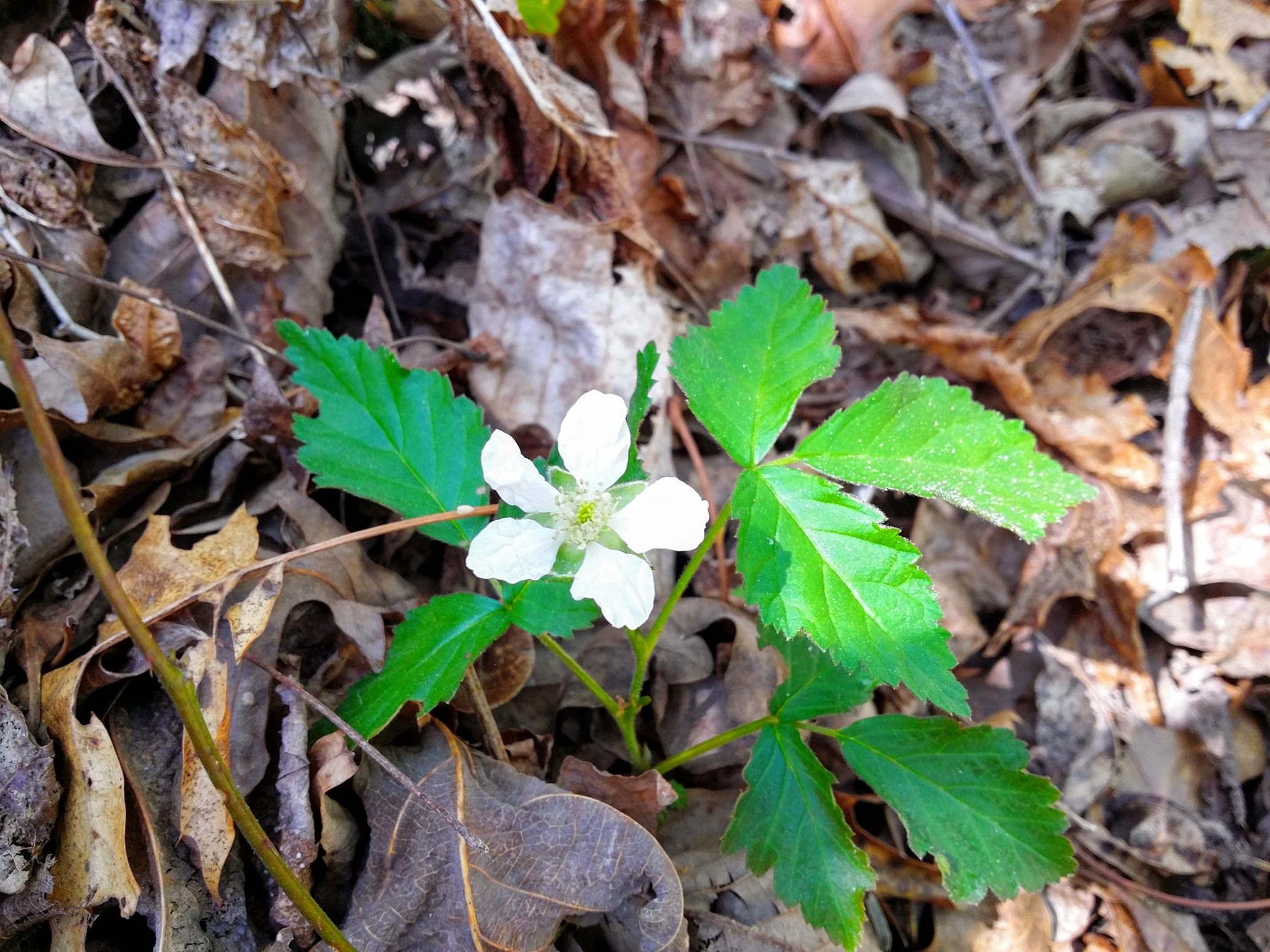 20160424_153416 (1) (1).jpg