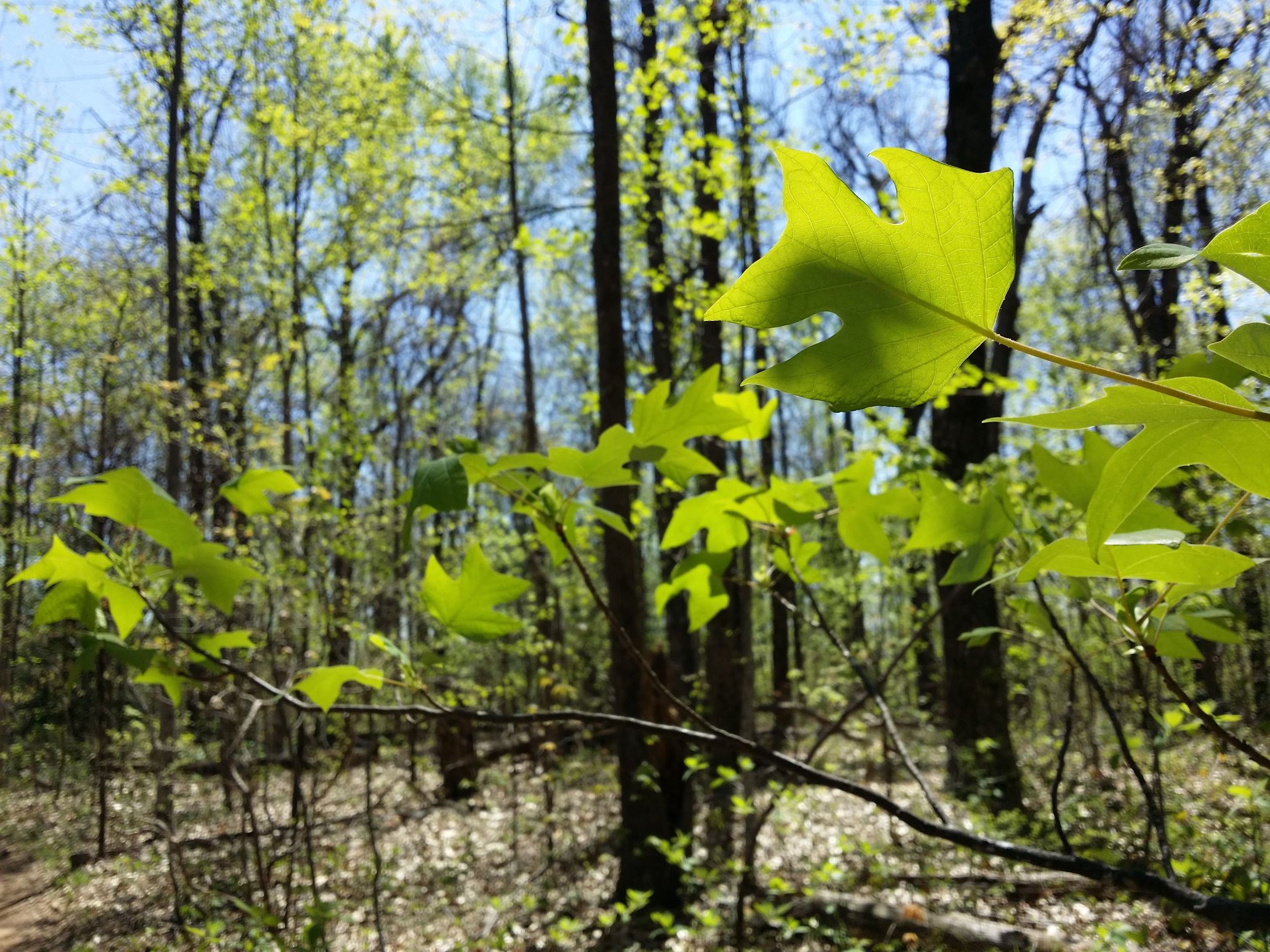 20160424_150946 (1).jpg