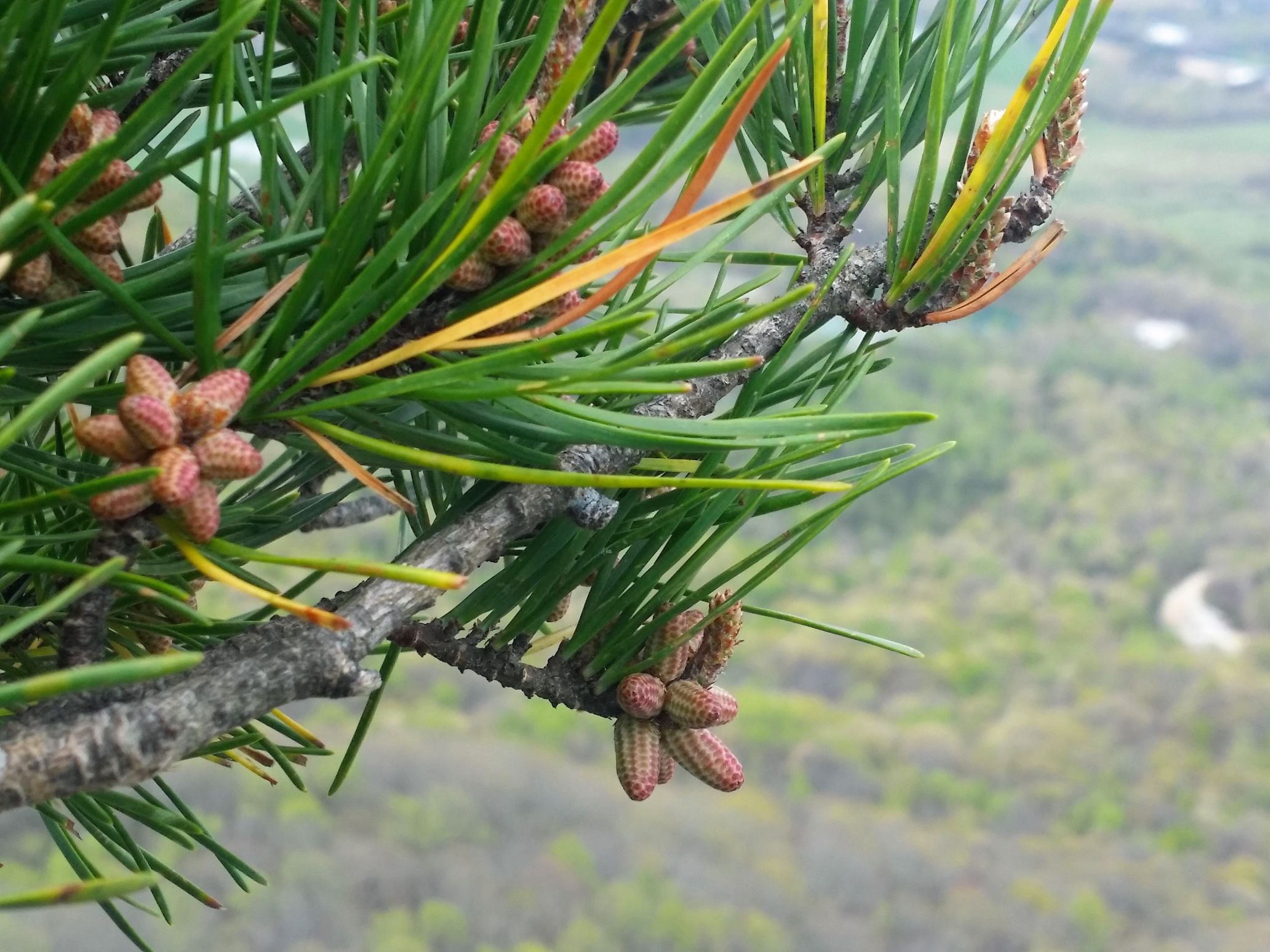 20160410_111451 (2) (1).jpg