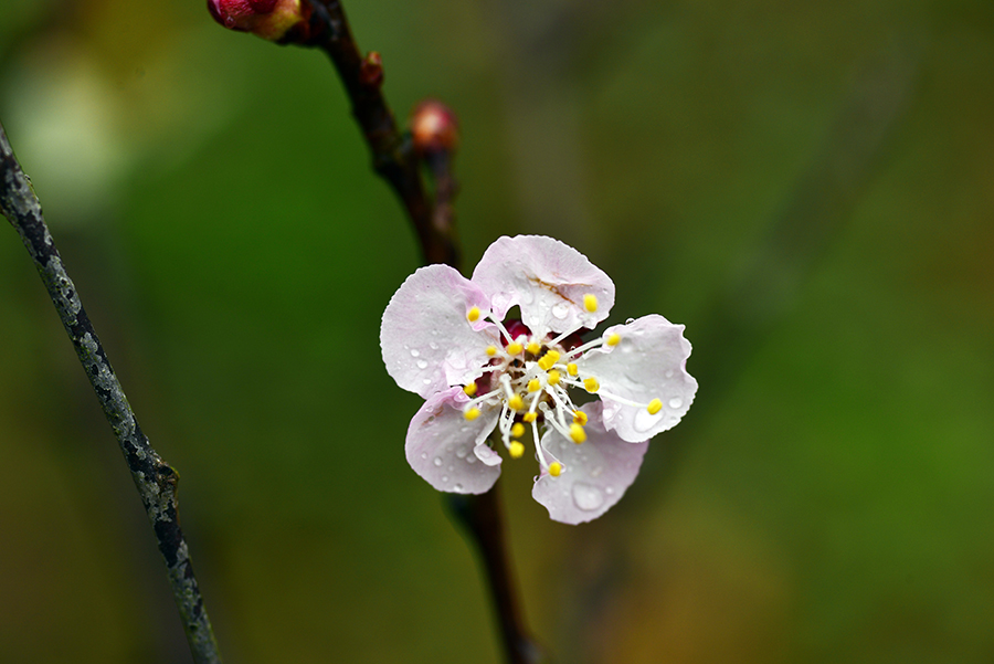 3-11-15 Back yard_9940.JPG