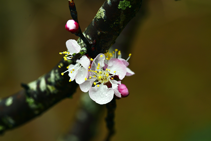 3-11-15 Back yard_0017.JPG