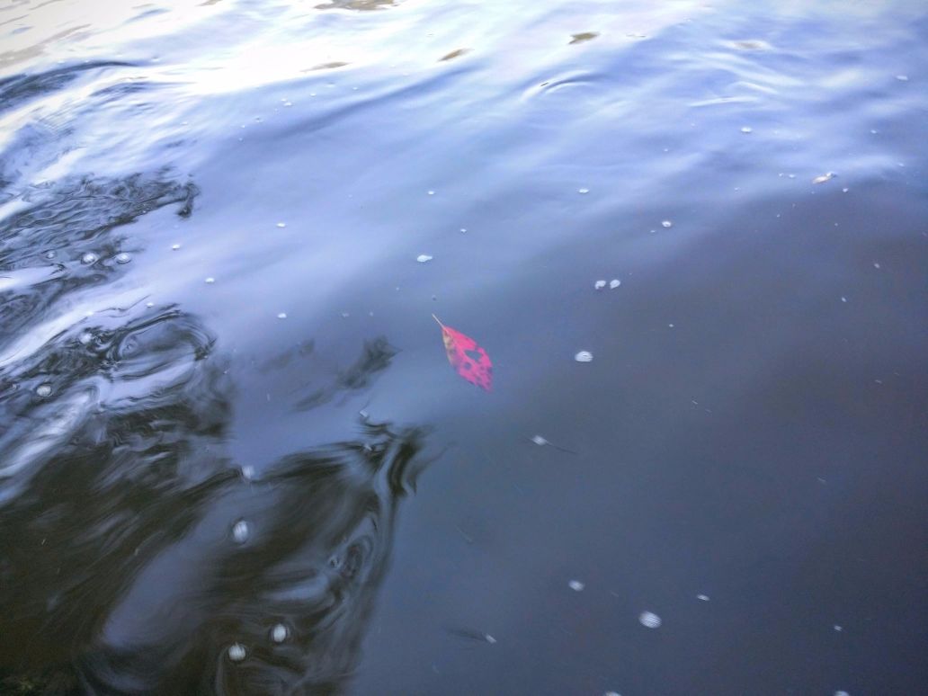 20160924_080253 (1) (1) (1).jpg