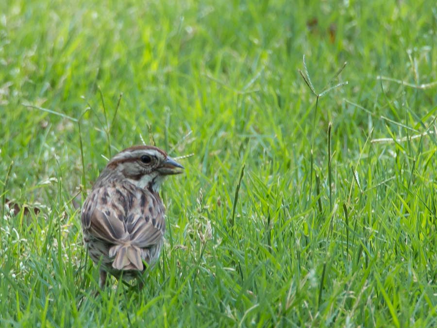 05-25-2014 bird 1.jpg