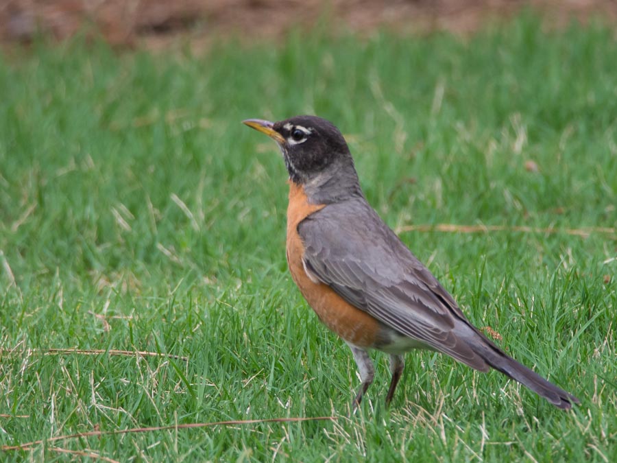 05-25-2014 bird 2.jpg