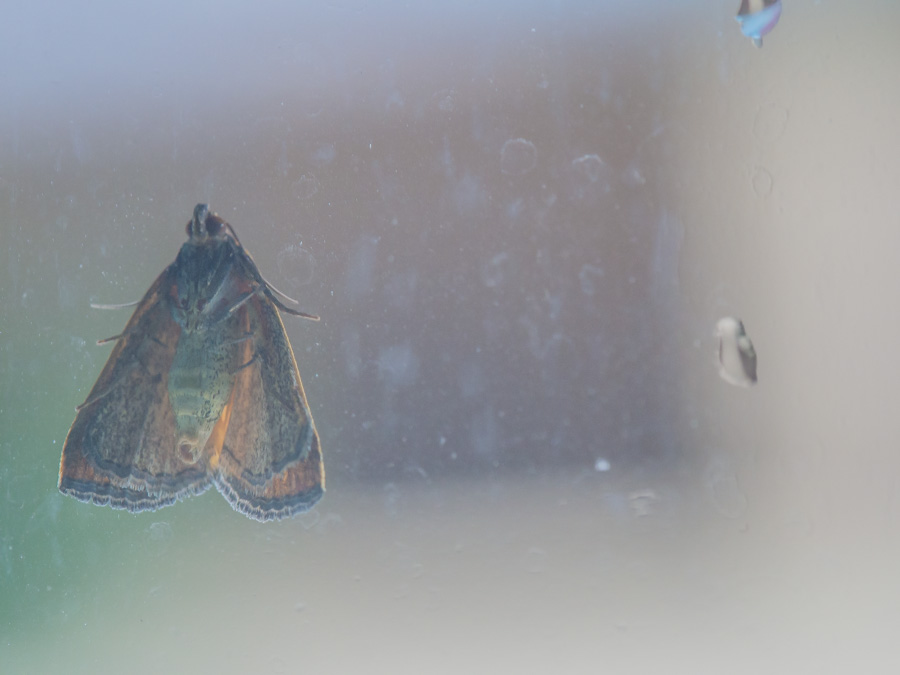 2014-08-23 moth 01.jpg