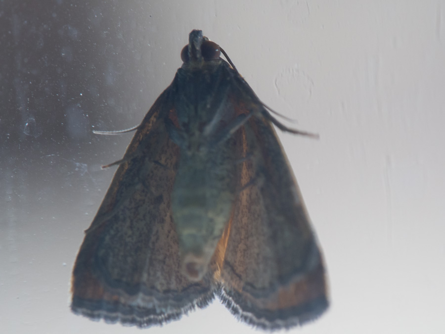 2014-08-23 moth 02.jpg