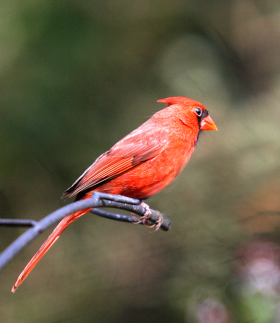 northern_cardinals.gif