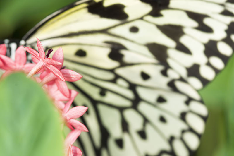 macro hw 37 copy.jpg