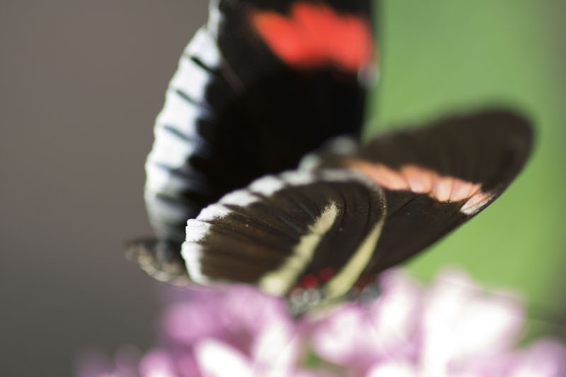 macro hw 28 copy.jpg