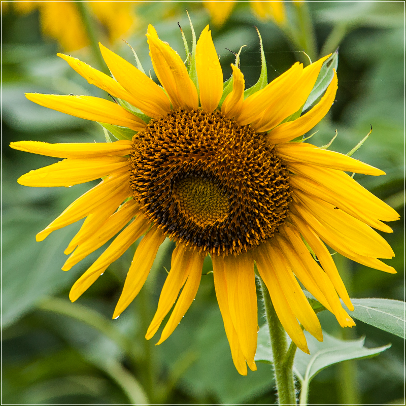 sunflower-1.jpg