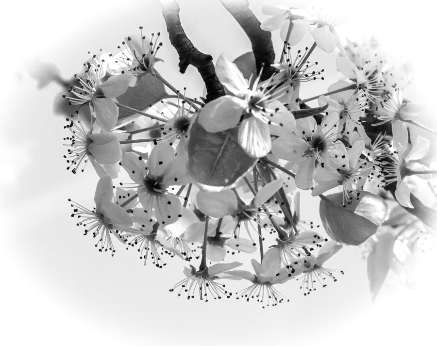 pear blossom.jpg