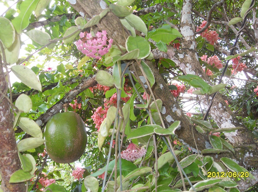 FRUIT4.JPG : 이름모를 과일