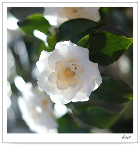 백일동안 피고 싶은 8.jpg