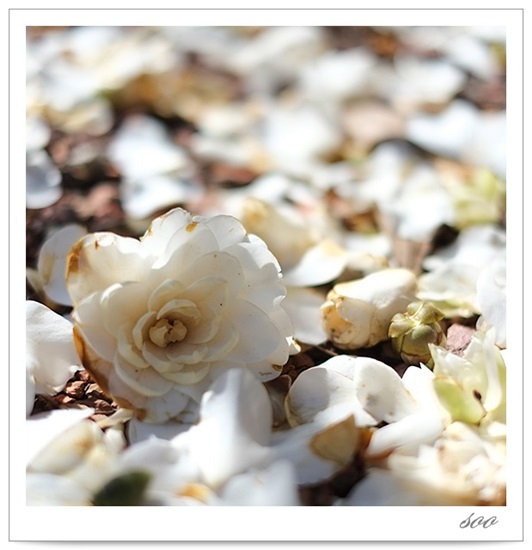 백일동안 피고 싶은 9.jpg