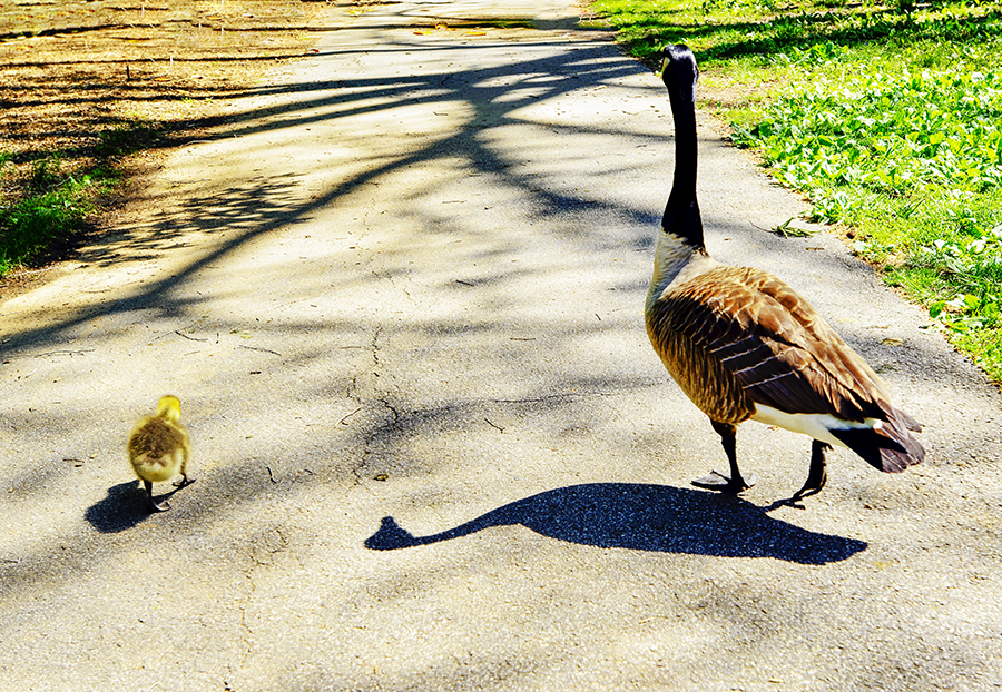 IR piedmont park_6772.JPG