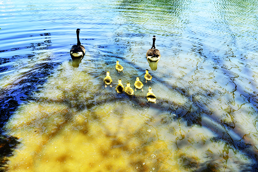 IR piedmont park_6815.JPG