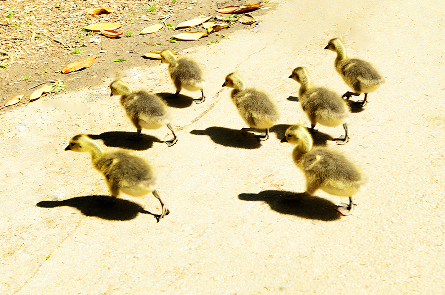 IR piedmont park_6793.JPG
