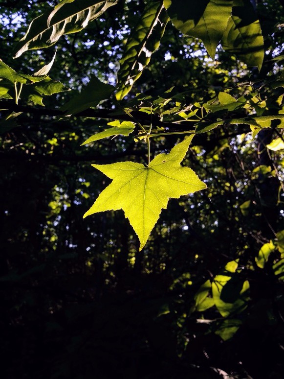 20170517_082131 (1) (1) (1).jpg