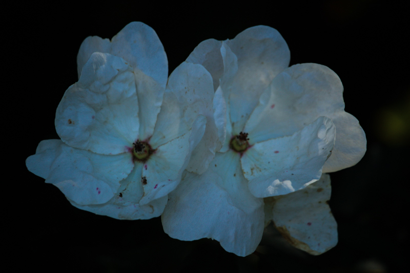 꽃 3-1.jpg