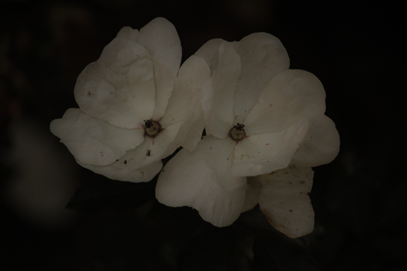 꽃 1-1.jpg